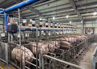 AI로 모돈 체형 자동 관리…양돈 생산성 높인다