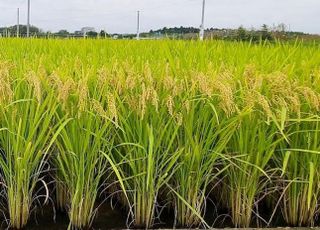 밥맛·병저항성 모두 갖춘 ‘수광1’ 내년 보급 추진