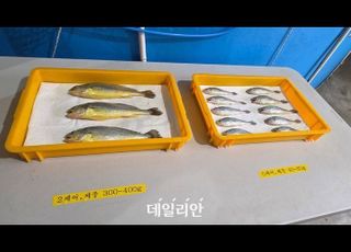 [현장] 아열대화된 제주 바다...‘참조기·벤자리’로 미래 양식 돌파구 찾는다