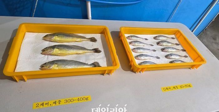 [현장] 아열대화된 제주 바다...‘참조기·벤자리’로 미래 양식 돌파구 찾는다