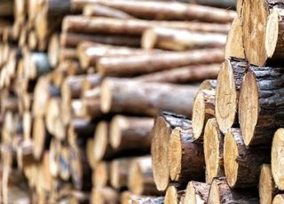 [속보] 전기톱으로 벌목 작업하던 60대 작업자 과다출혈로 사망