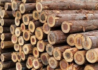 '전기톱으로 벌목하다가' 60대 작업자, 과다출혈로 사망