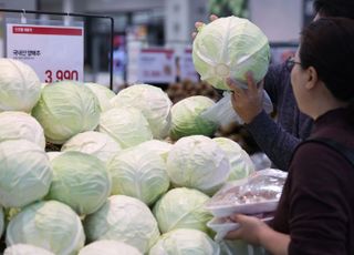꺾이지 않는 식자잿값…이번엔 ‘양상추’, 외식업계 진땀