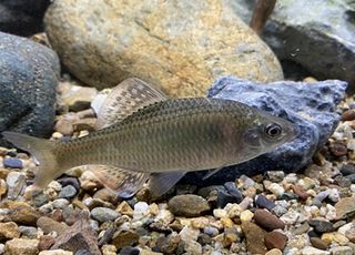 국립생태원·토속어류산업화센터, 큰줄납자루 500마리 방사