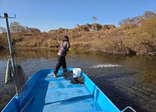 연천군, 한탄강·임진강에 토산어종 ‘다슬기’ 치어 83만 마리 방류