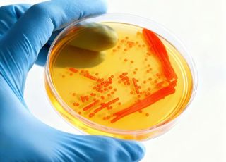 코스맥스, 中 현지 식물서 항노화 마이크로바이옴 발견… ‘미생물 뱅크’ 확대 가속