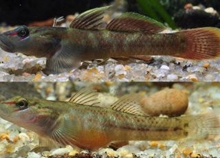 호남권생물자원관, 거제도·가덕도 인근서 미기록종 ‘빨강밀어’ 확인