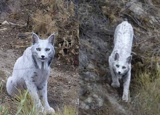 "눈 앞에 하얀 유령이"...사람들 기겁하게 한 '이것'의 정체는?