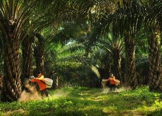 2027년 SAF 혼합 의무화...‘팜 메이저’ 포스코인터에 쏠린 눈