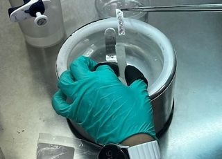 영하 196℃ 초저온 보존…포도 바이러스 잡고 무병묘 양산