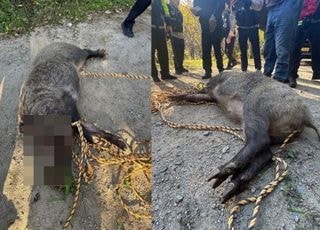 부산 금정구에 멧돼지 출몰…주민 2명 부상(종합)