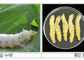 홍잠, 비만 쥐 체중 증가 17% 줄여…간 지방·콜레스테롤 동시 감소