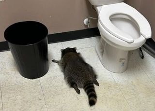 야생동물도 술을 마실까? 화장실에 뻗은 '만취 OO'