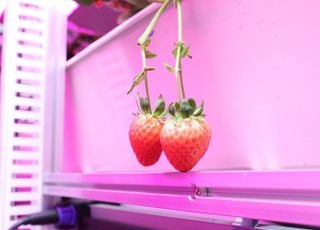 광명시, 어린이·취약계층 대상 딸기 체험 프로그램 무료 운영