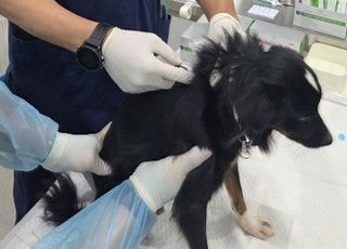 [12월 5일(금) 오늘, 서울시] 소규모 민간 동물보호시설에 동물의료 지원