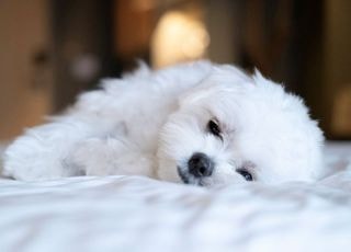 "담배 펴? 남친 있어? 개 키워?" 집주인도 이제 묻는다