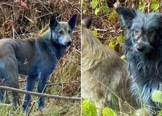 털 '푸른' 개들 포착...체르노빌 방사능 탓?