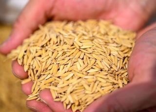 ‘K-템’ 장착한 아프리카 농업의 비상