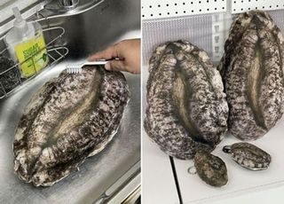 25cm 전복이 발견됐다?...알고 보니 OO이었다