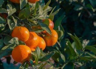 노지에서 피어난 ‘스마트 감귤’…한라산 남쪽을 다시 설계하다[新농사직썰-혁신의 씨앗⑨]