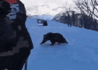 [영상] "넘어지면 죽는다"...스키장에 나타난 O에 '식겁'