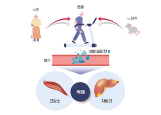 운동하면 근육도 간도 지킨다…노화 억제 호르몬 역할 규명