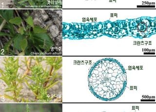 호남권생물자원관, 섬·연안 자생 식물 ‘C4 광합성’ 다수 확인