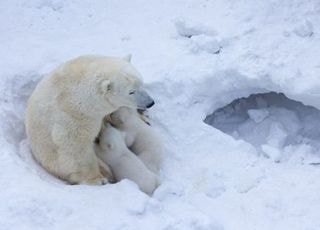 "45년간 13건 뿐" 어미 잃은 새끼 품은 북극곰