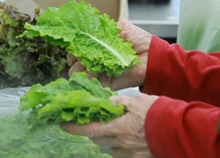 11월 생산자물가 0.3% 상승…상추 42.7%·쇠고기 4.6%↓