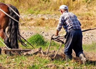 1995년부터 지적장애 이웃에 쟁기 매달고 밭갈이 부려먹어…악랄한 70대