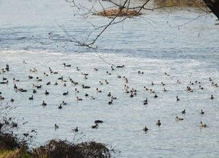겨울 철새 천연기념물 원앙 등 안양천 찾아와