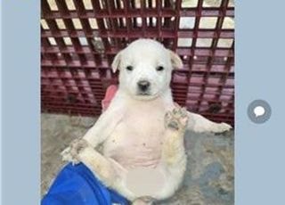 시의원이 암컷 강아지 생식기 사진 올리며 "귀엽다요"…징계 확정