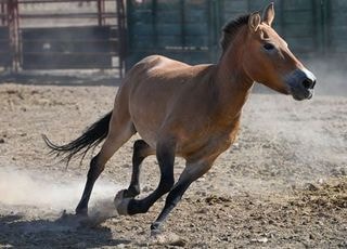 신년 초반 증시 빨갛게 물들일 '쌍두마'는