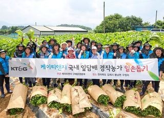 KT&amp;G 임직원, 전북 김제서 잎담배 수확 봉사활동 참여